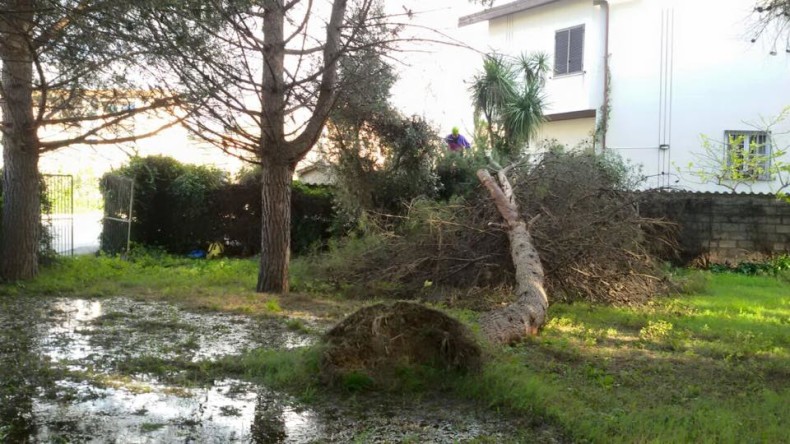 la responsabilità di danni causati dalle piante