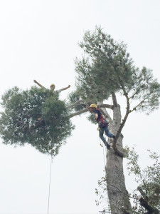 CorsiDiTreeClimbing