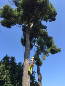 treeclimbing