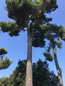 treeclimbing2