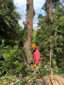 Sos-Alberi-rimozione-alveari